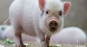 Ngủ mơ thấy con lợn là điềm báo hên hay xui ?