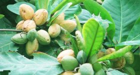 Mơ thấy quả bàng – Ý nghĩa của giấc mơ thấy quả bàng là gì