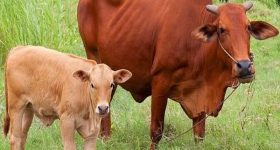 Mơ thấy Bò đánh con gì dễ trúng? Mơ thấy con bò có ý nghĩa gì?