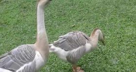 Mơ thấy ngỗng đánh con gì trúng lớn và đem lại may mắn