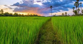 Mơ thấy cánh đồng: Giải mã ý nghĩa giấc mộng về cánh đồng