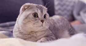 Nằm mơ thấy mèo đánh số mấy? Ý nghĩa giấc mơ là gì?