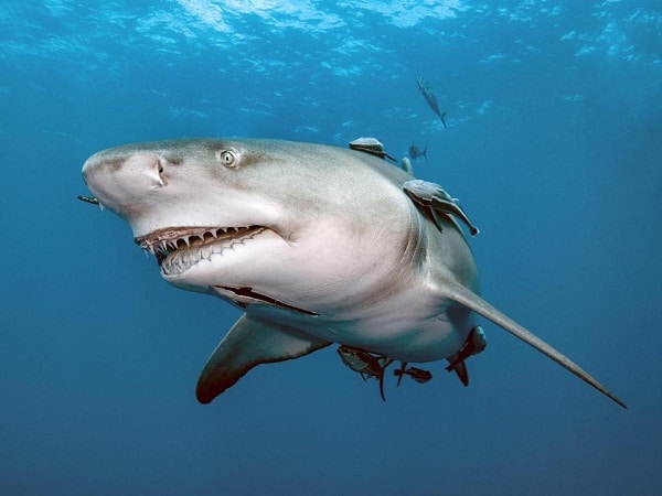 Cá mập số mấy – Nằm mơ thấy cá mập có điềm báo gì