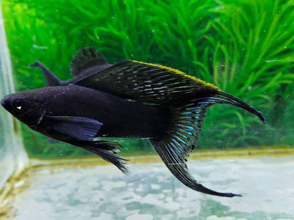 Nằm mơ thấy cá đen có điềm báo gì, số gì phát lộc Nằm mơ thấy cá đen có điềm báo gì, số gì phát lộc