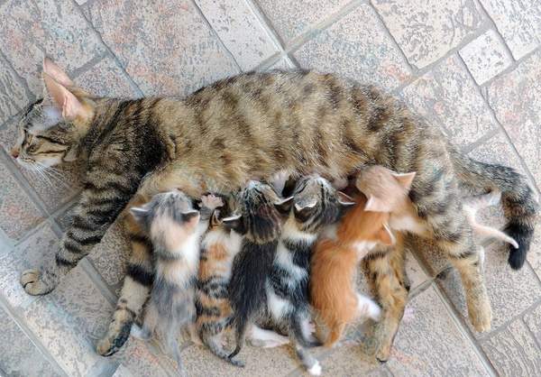 Nằm mơ thấy mèo đẻ con là điềm gì? Tín hiệu may hay xui? Nằm mơ thấy mèo đẻ con là điềm gì? Tín hiệu may hay xui?