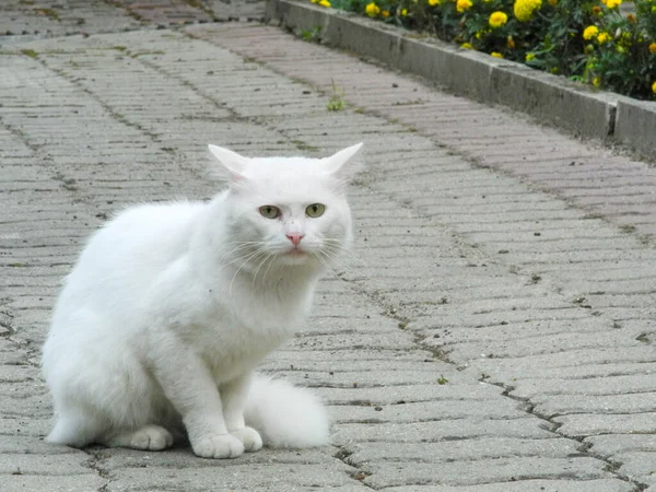 Giải mã thông điệp nằm mơ thấy mèo trắng là điềm gì?