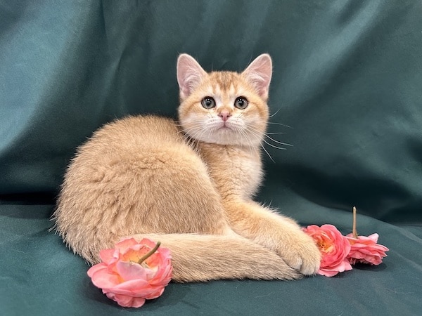 Luận giải nằm mơ thấy mèo vàng là điềm gì, tốt hay xấu?